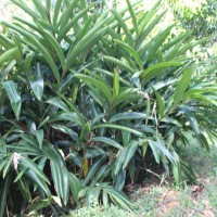 Alpinia zerumbet (Pers.) B.L.Burtt & R.M.Sm.